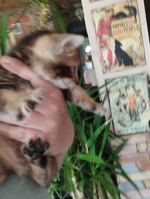 Abesszin kisl ny - kép 2