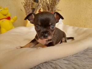 Csivava kisfiú - kép 3