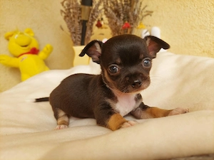 Csivava kisfiú - kép 2