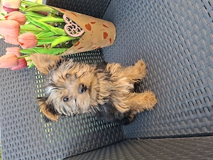 12 hetes kicsi méretű gyönyörűséges yorkshír terrier kisfiú - kép 4