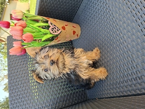 12 hetes kicsi méretű gyönyörűséges yorkshír terrier kisfiú - kép 3