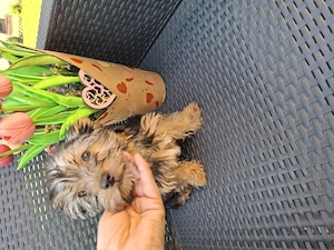 12 hetes kicsi méretű gyönyörűséges yorkshír terrier kisfiú - kép 5