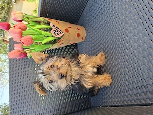 12 hetes kicsi méretű gyönyörűséges yorkshír terrier kisfiú - kép 2