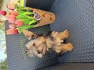 12 hetes kicsi méretű gyönyörűséges yorkshír terrier kisfiú - kép 8