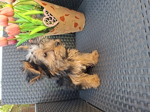 12 hetes kicsi méretű gyönyörűséges yorkshír terrier kisfiú - kép 9