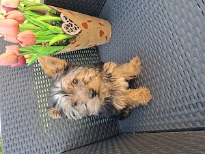 12 hetes kicsi méretű gyönyörűséges yorkshír terrier kisfiú - kép 6