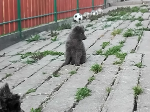 mudi kölykök eladok  - kép 2