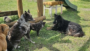 mudi kölykök eladok  - kép 4