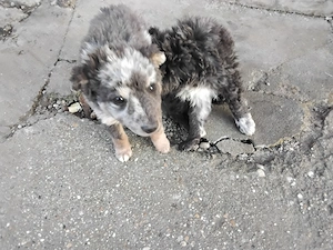 mudi kölykök eladok 