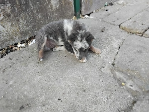 mudi kölykök eladok  - kép 3