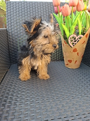  yorkshír terrier kisfiú eladó - kép 9