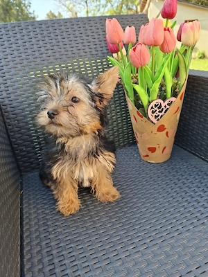  yorkshír terrier kisfiú eladó - kép 8