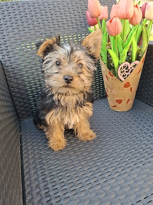  yorkshír terrier kisfiú eladó - kép 4