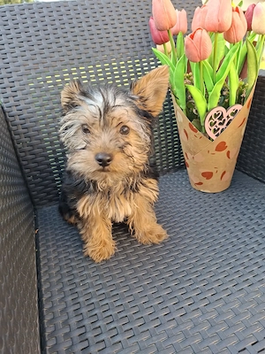  yorkshír terrier kisfiú eladó - kép 6