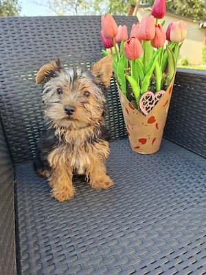  yorkshír terrier kisfiú eladó - kép 2