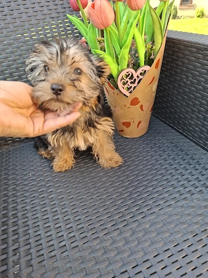  yorkshír terrier kisfiú eladó - kép 5
