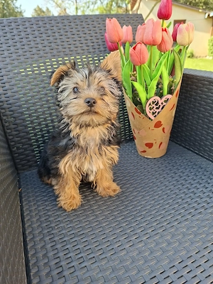  yorkshír terrier kisfiú eladó - kép 3