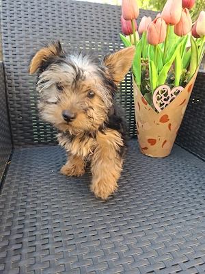12 hetes kicsi méretű gyönyörűséges yorkshír terrier kisfiú