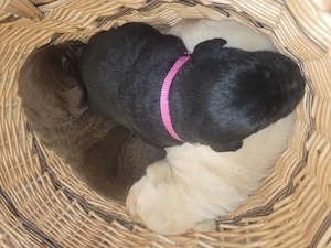 Labrador kölyök kutyák Előjegyezhetők.