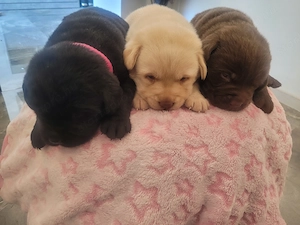 Labrador kölyök kutyák Előjegyezhetők. - kép 2