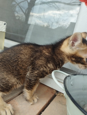 Abesszin kisl ny - kép 4