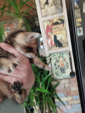 Abesszin kisl ny - kép 3