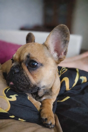 francia bulldog kislány