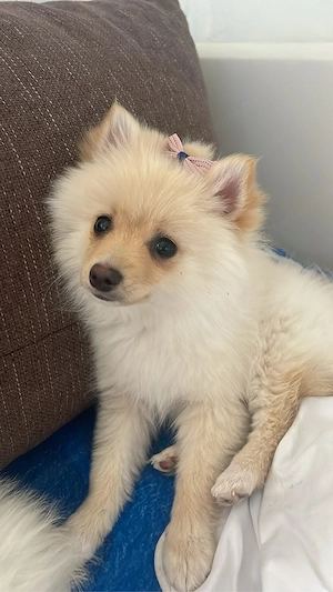 törpespicc - kép 2