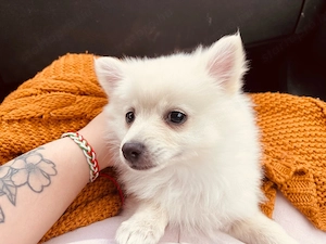 Törpe Spicc - kép 4