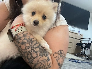 törpespicc - kép 5