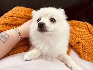 törpespicc - kép 4