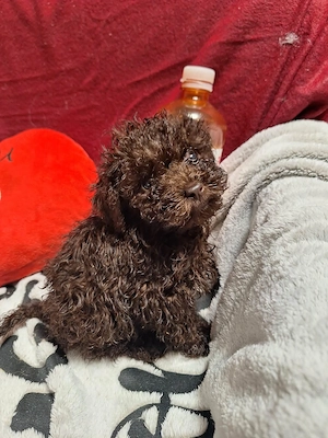 Tecap méretű csoki uszkár kisfiú - kép 2