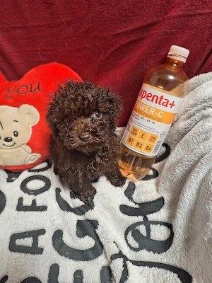 Tecap méretű csoki uszkár kisfiú - kép 3