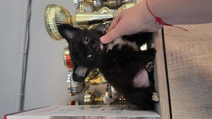 Törzskönyves hosszú szörű csivava chihuahua fiúcska  - kép 3