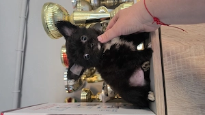 Törzskönyves hosszú szörű csivava chihuahua fiúcska  - kép 2