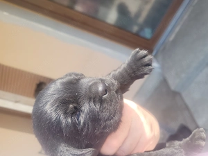 Labrador kölyök kutyák Előjegyezhetők. - kép 16