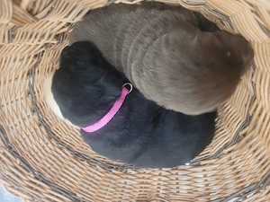 Labrador kölyök kutyák Előjegyezhetők. - kép 15