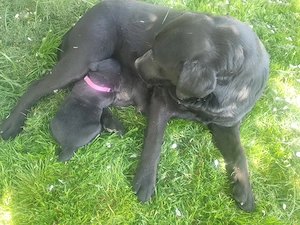 Labrador kölyök kutyák Előjegyezhetők. - kép 11