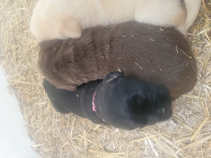 Labrador kölyök kutyák Előjegyezhetők. - kép 14