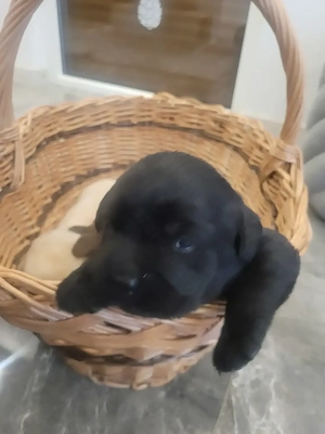 Labrador kölyök kutyák Előjegyezhetők. - kép 5