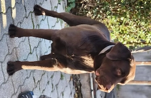 Labrador kölyök kutyák Előjegyezhetők. - kép 3