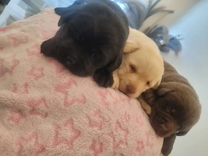 Labrador kölyök kutyák Előjegyezhetők. - kép 6