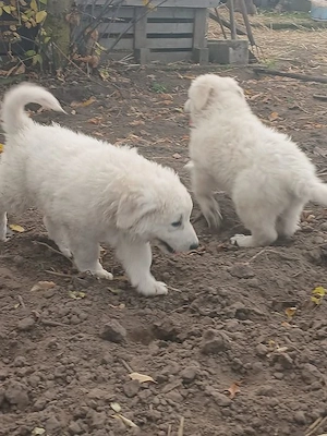 Kuvasz szuka kiskutyák eladók