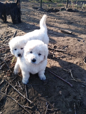 Kuvasz szuka kiskutyák eladók - kép 2