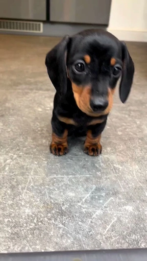 Tacskó kölykök  - kép 2