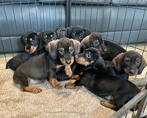 Tacskó kölykök gazdit keresnek