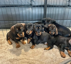 Tacskó kölykök gazdit keresnek - kép 2