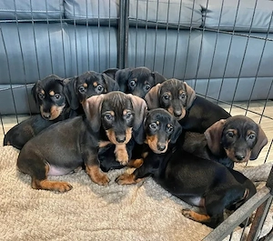 Tacskó kölykök gazdit keresnek - kép 3