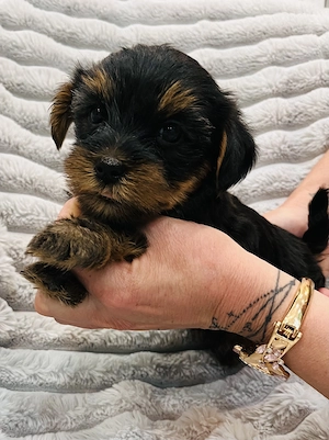 Yorki babák  - kép 2