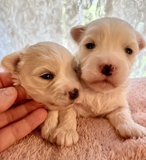 Máltai kiskutyák foglalhatók, eladók ! - kép 5